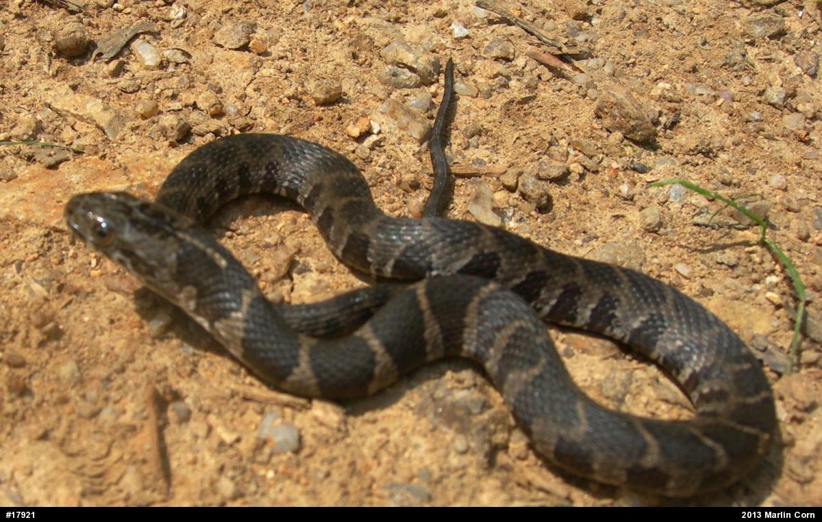 Northern Watersnake