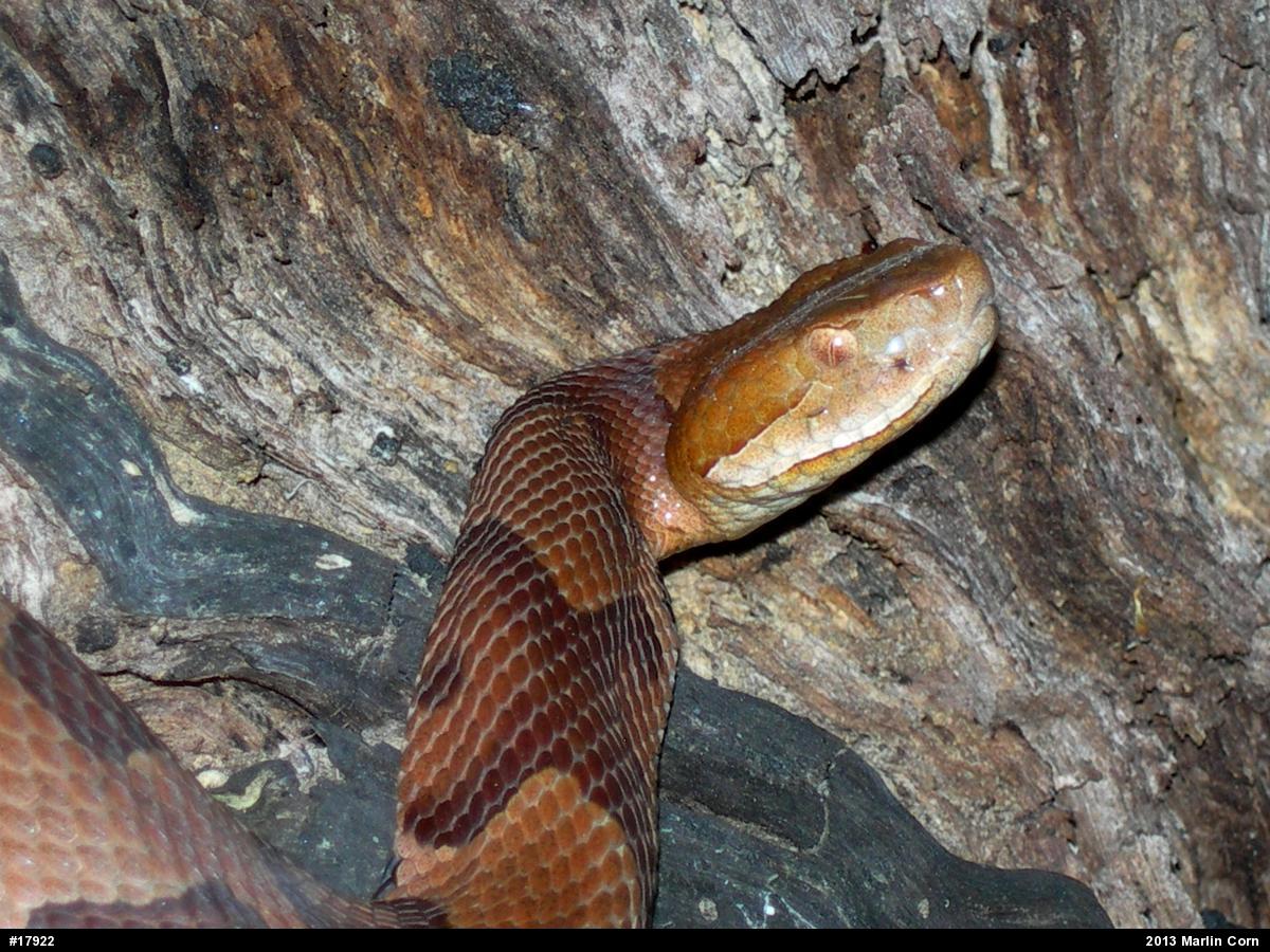 Northern Copperhead