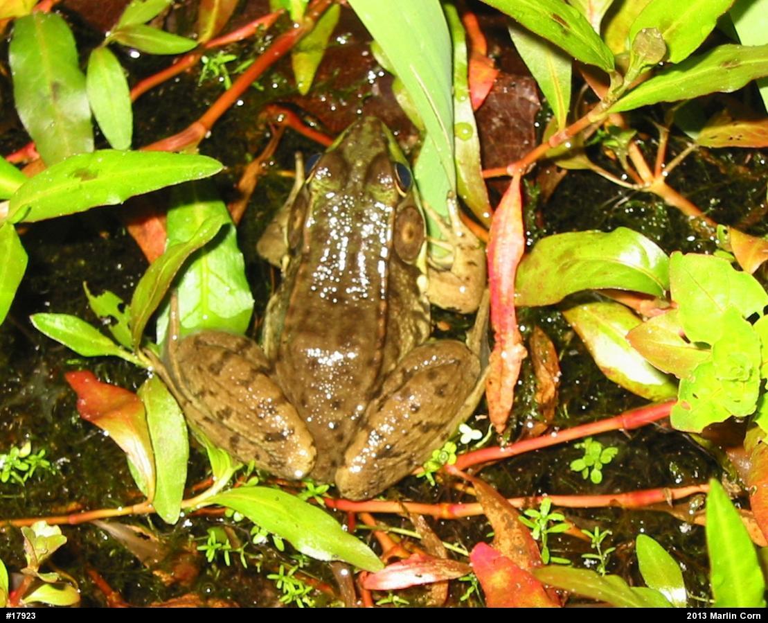 Green Frog