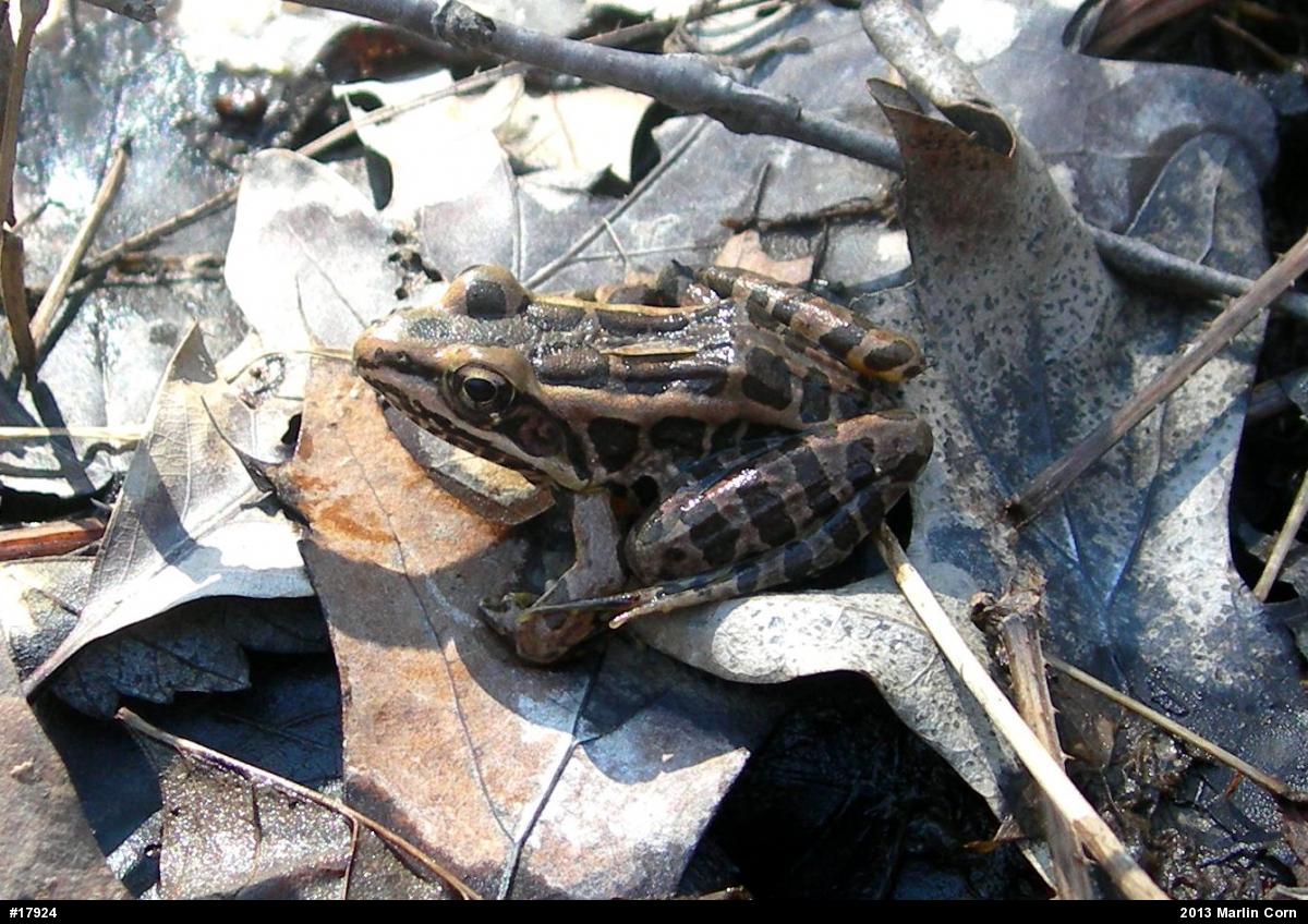 Pickerel Frog