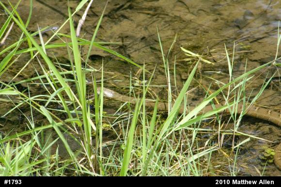 Northern Watersnake