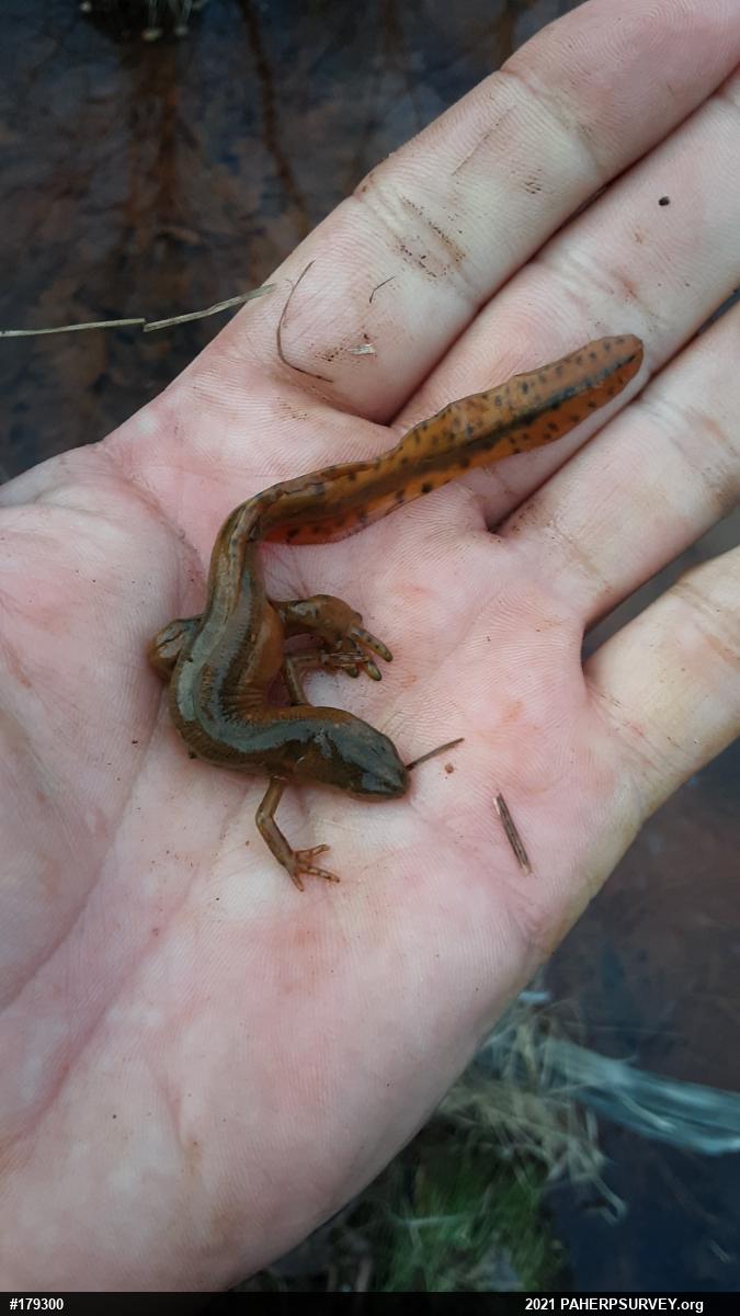 Red-spotted Newt
