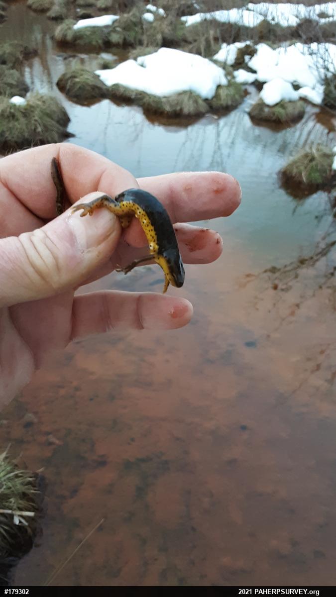 Red-spotted Newt