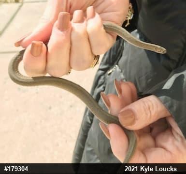 Dekay's Brownsnake