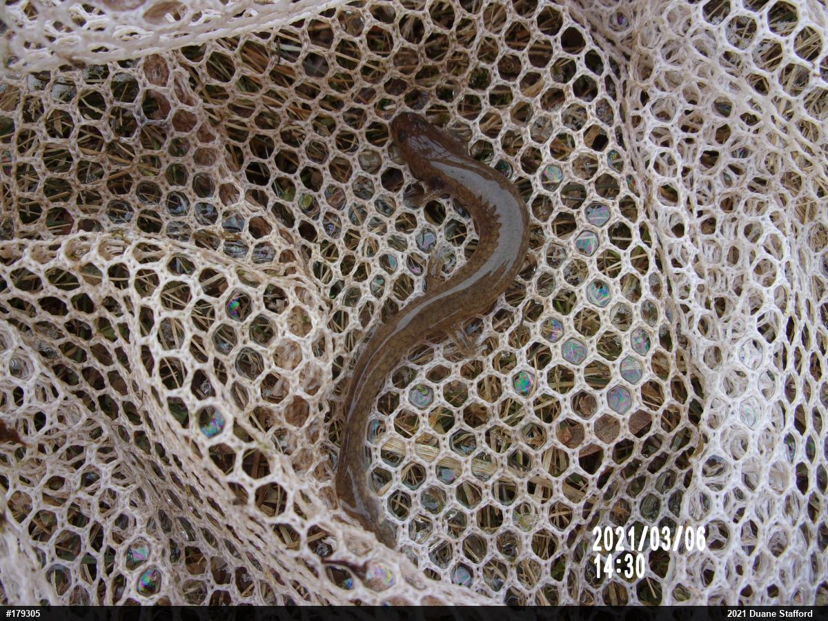 Northern Spring Salamander