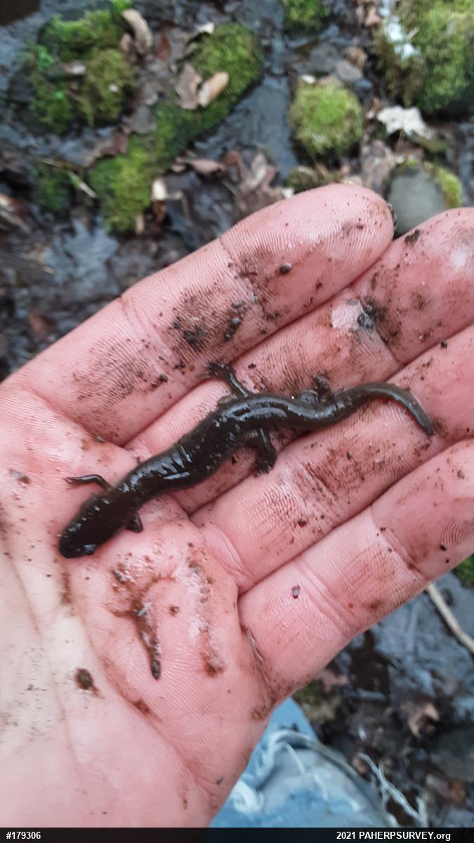 Northern Dusky Salamander
