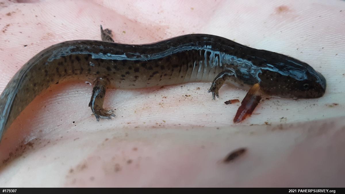 Northern Red Salamander