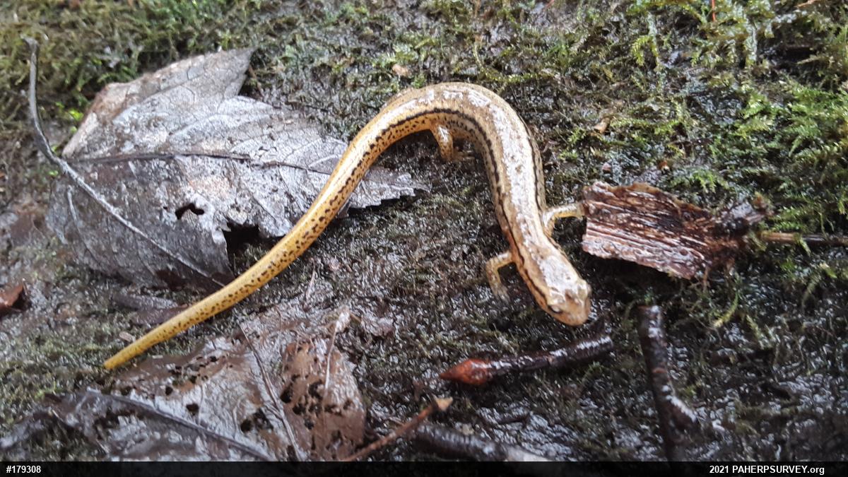 Northern Two-lined Salamander