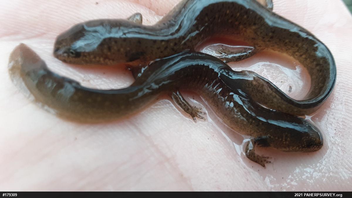 Northern Red Salamander