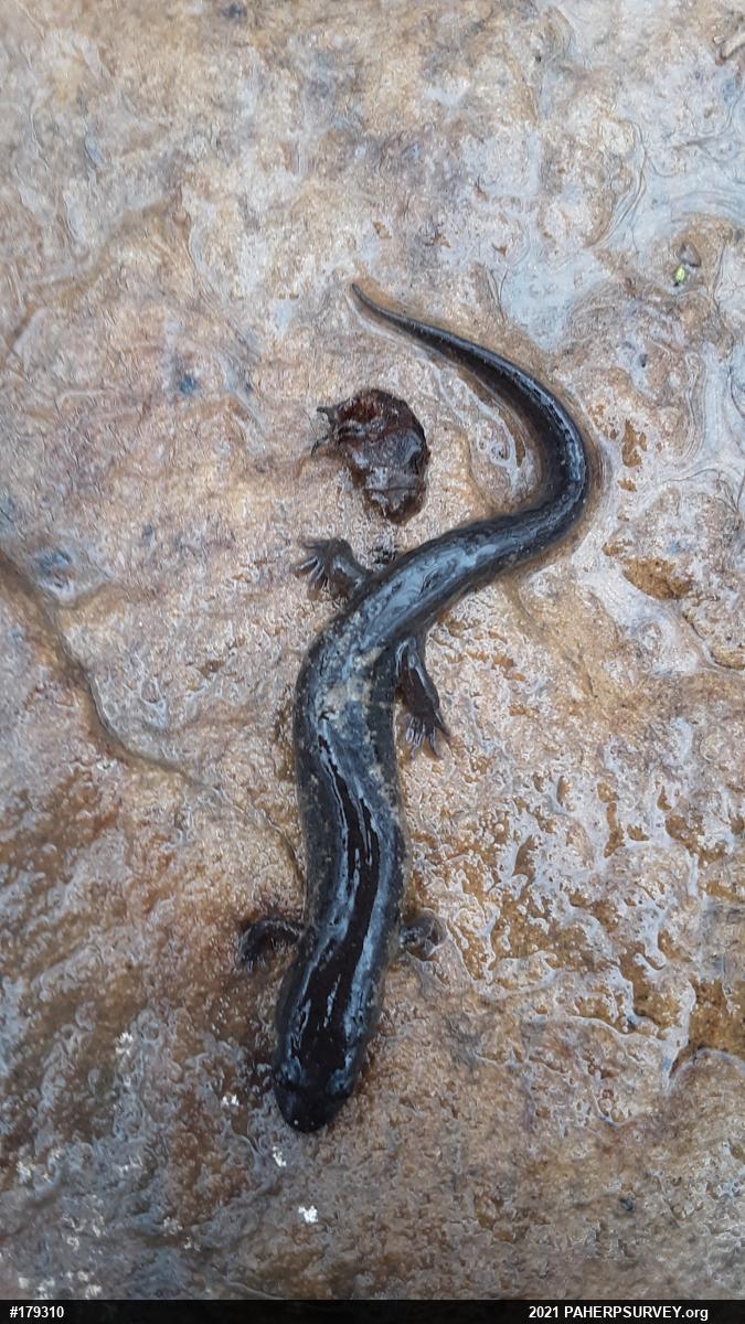 Northern Dusky Salamander