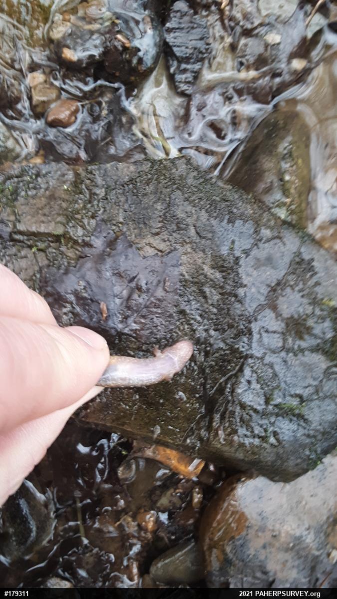 Northern Dusky Salamander