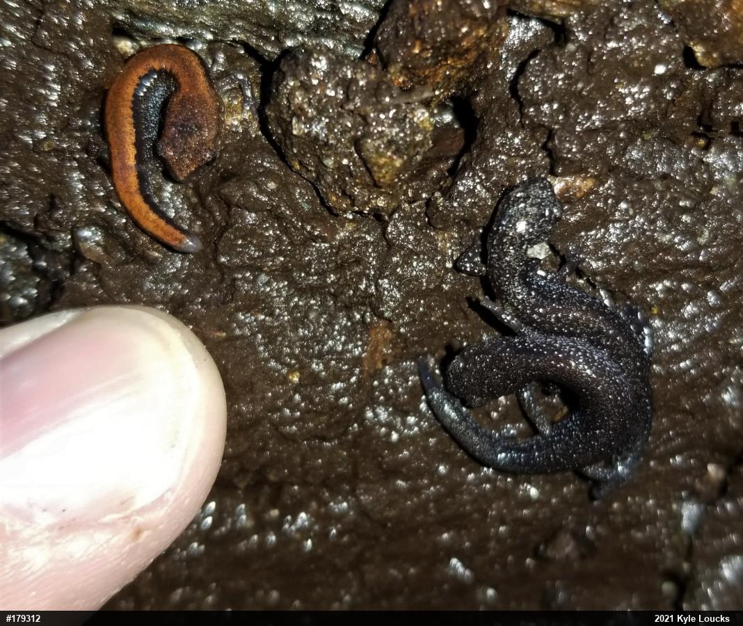 Eastern Red-backed  Salamander