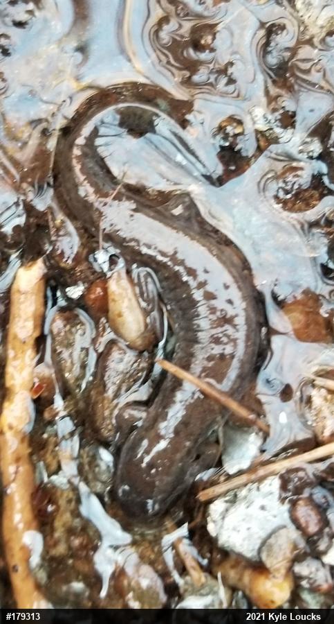 Northern Dusky Salamander