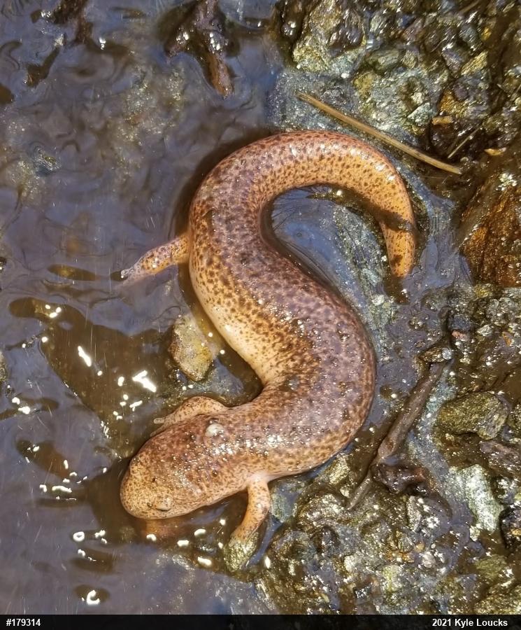 Northern Red Salamander
