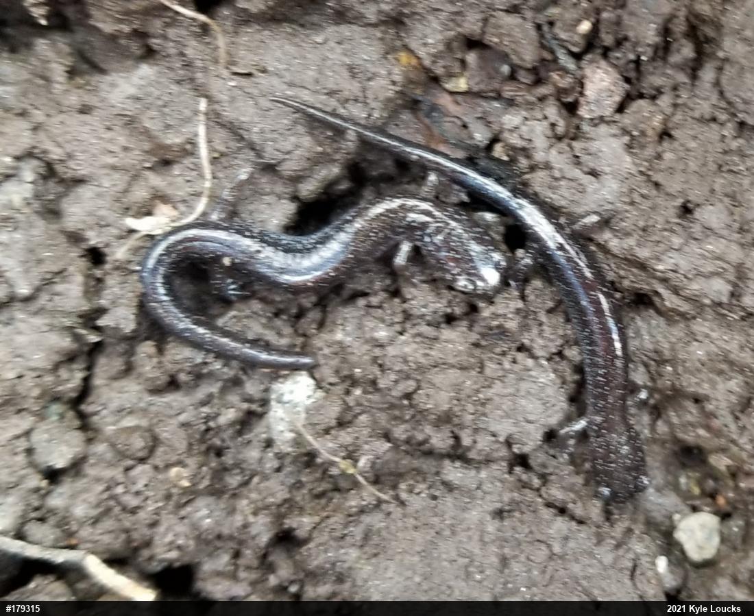 Eastern Red-backed  Salamander