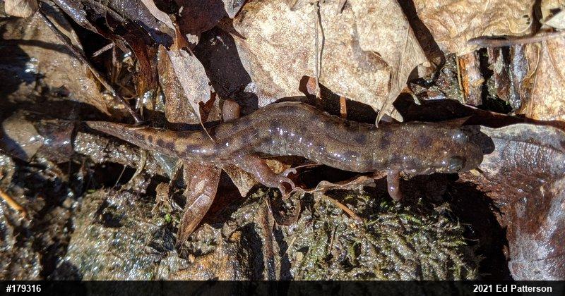 Seal Salamander
