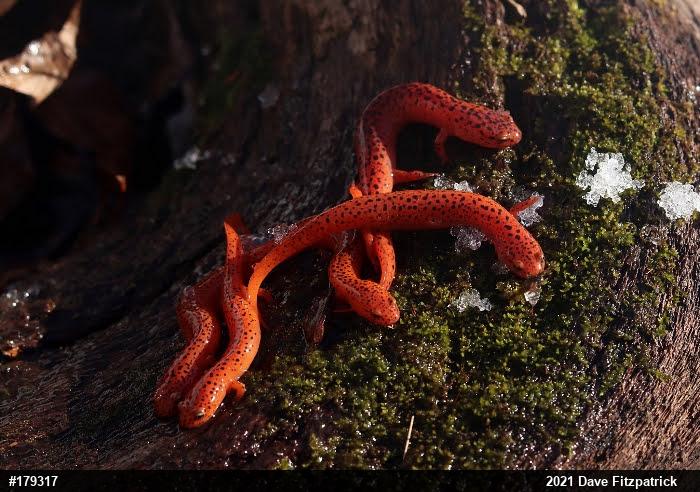 Northern Red Salamander