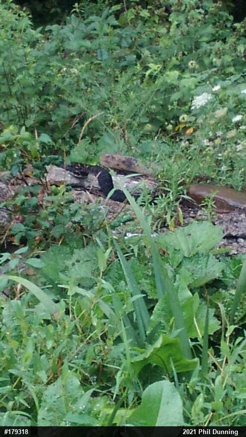 Timber Rattlesnake