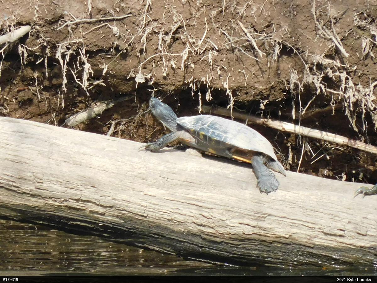 Red-eared Slider