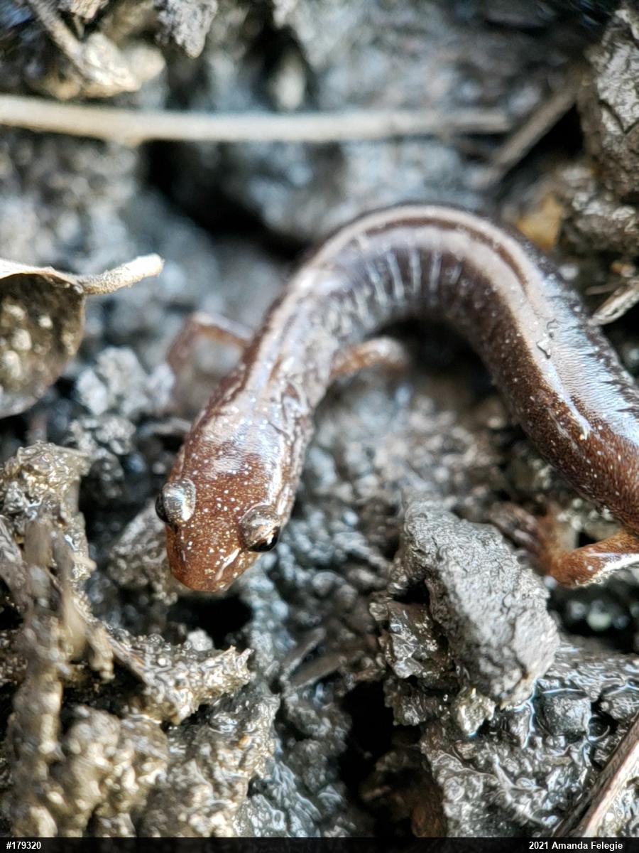 Eastern Red-backed  Salamander