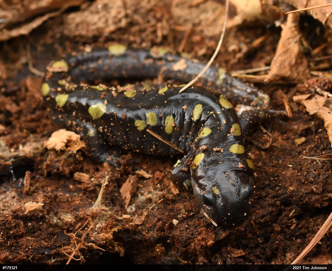 Spotted Salamander