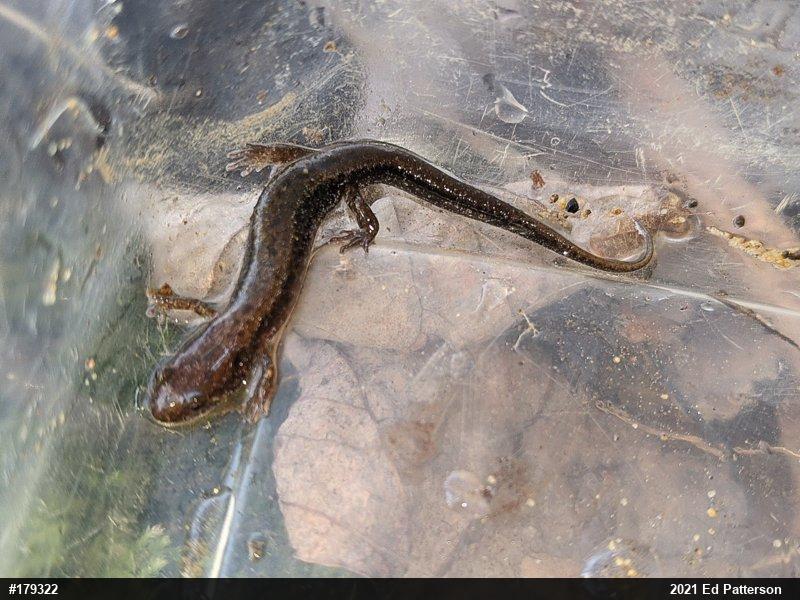 Allegheny Mountain Dusky Salamander