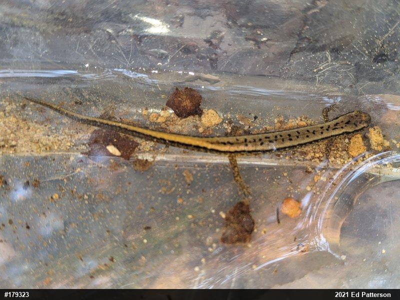 Northern Two-lined Salamander