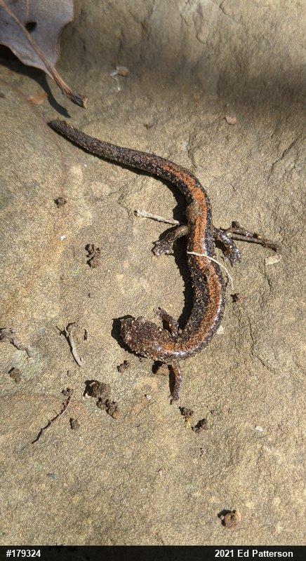 Eastern Red-backed  Salamander
