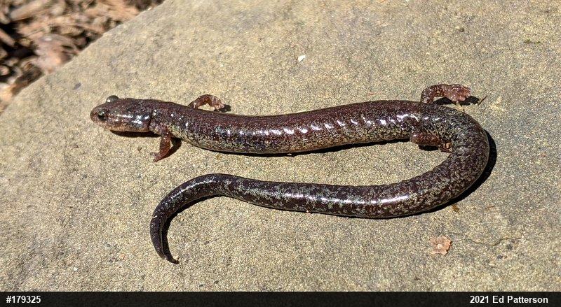 Valley And Ridge Salamander