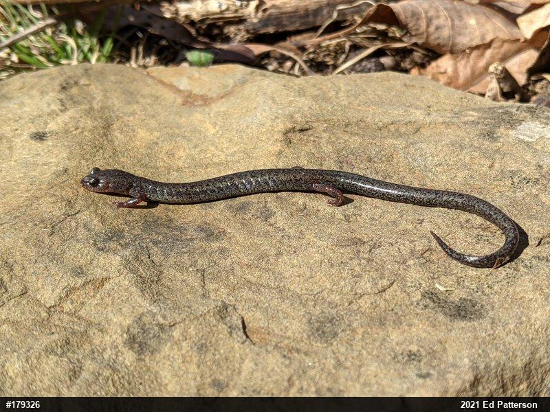 Valley And Ridge Salamander