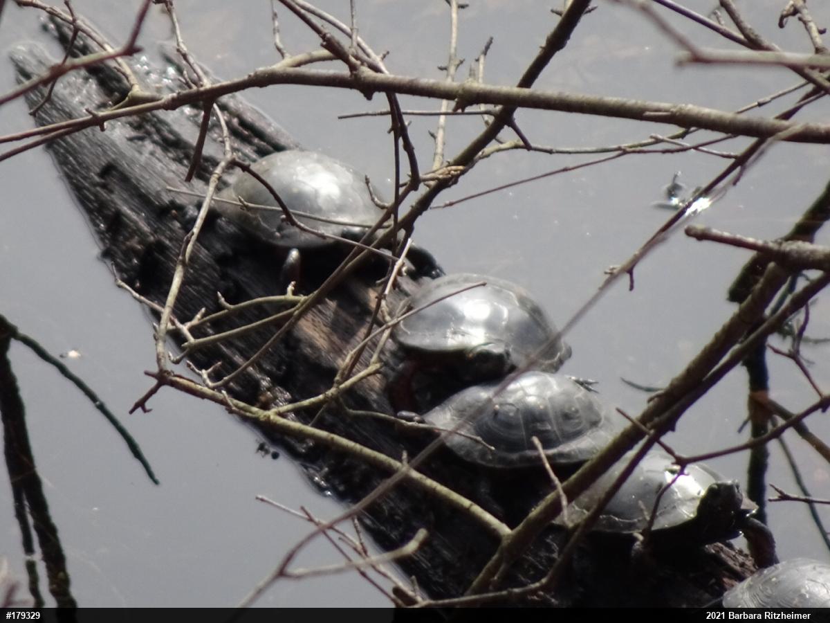 Spotted Turtle