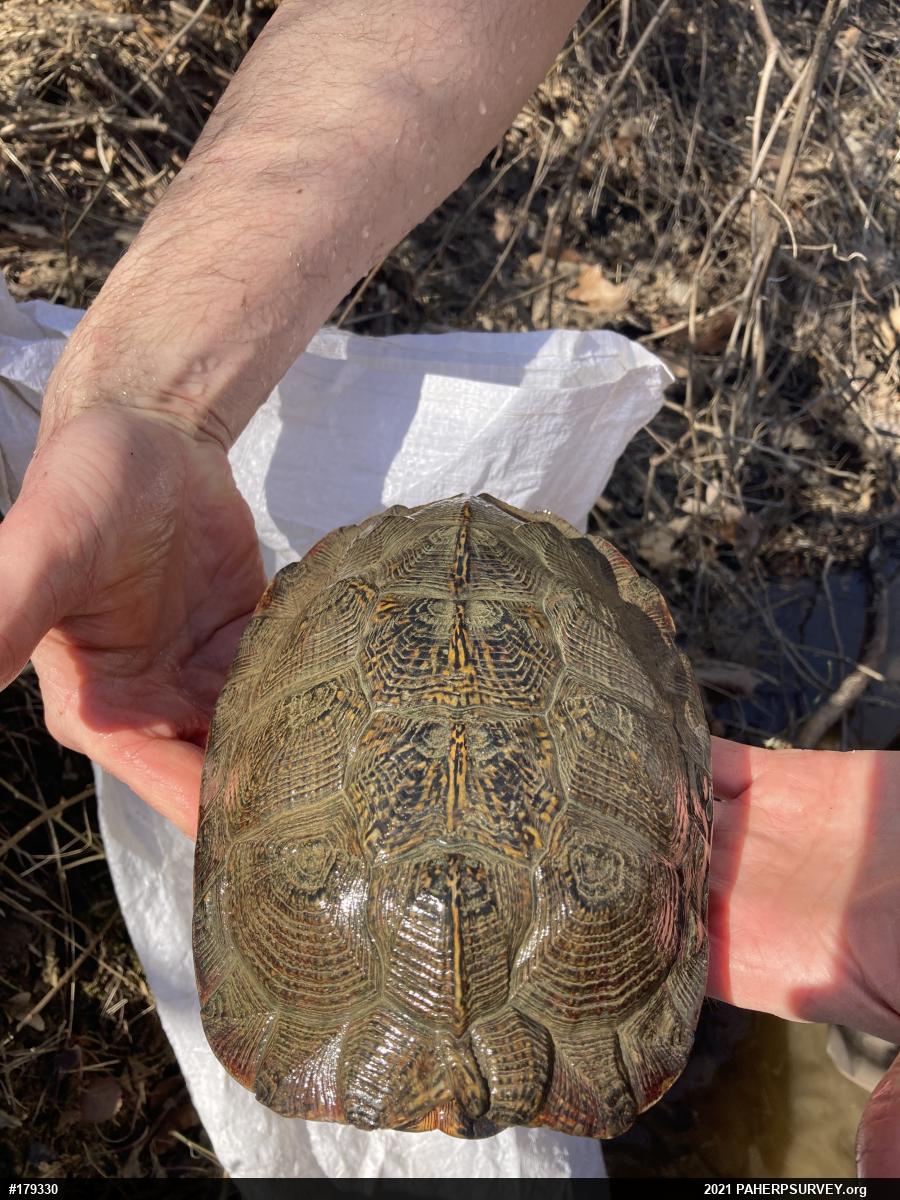 Wood Turtle