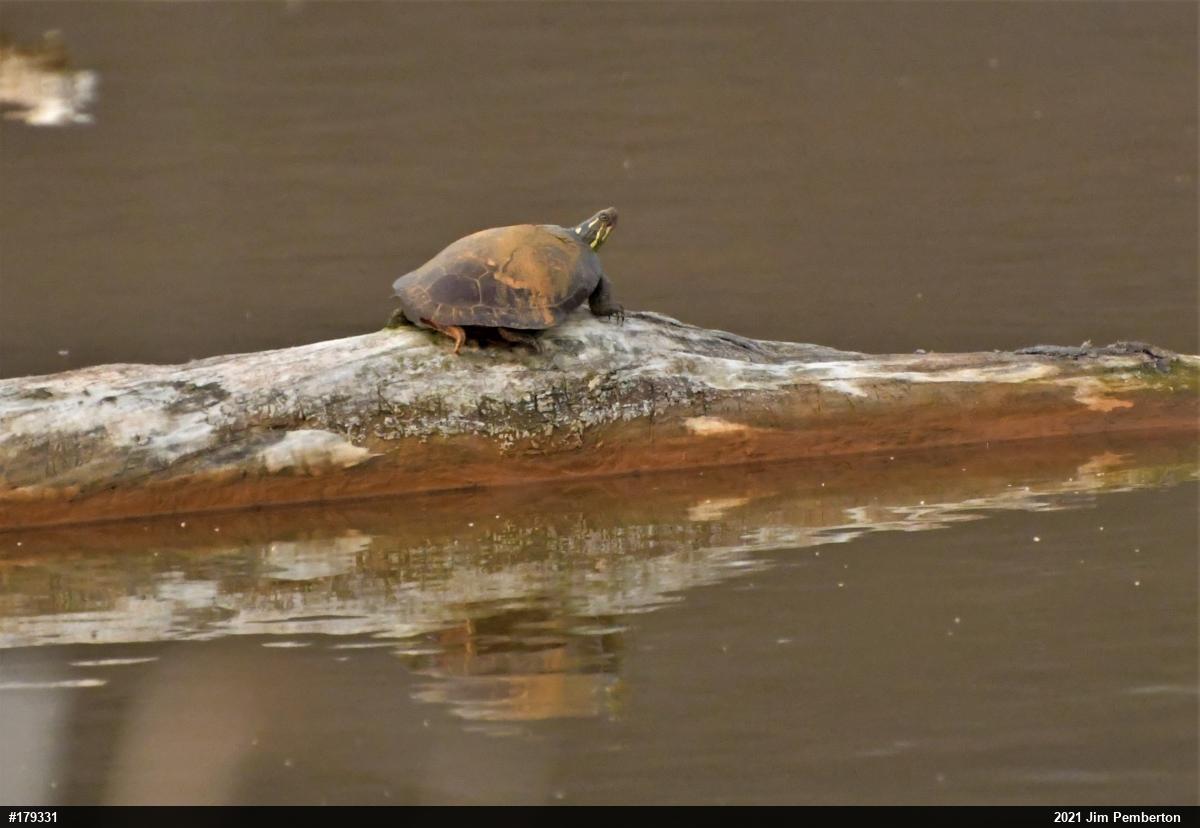Painted Turtle