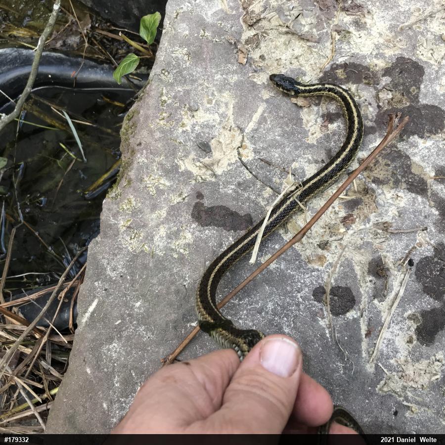 Eastern Gartersnake