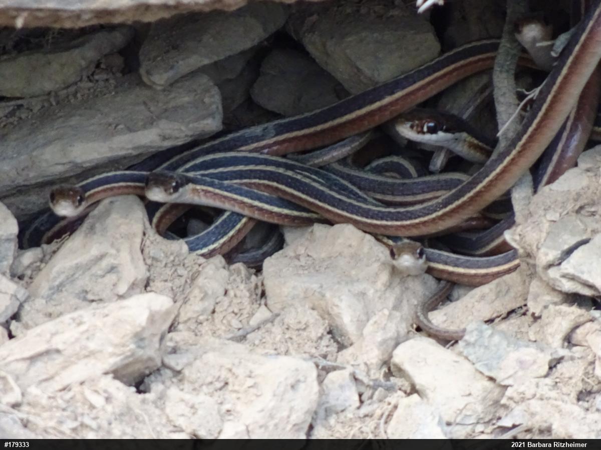 Common Ribbonsnake