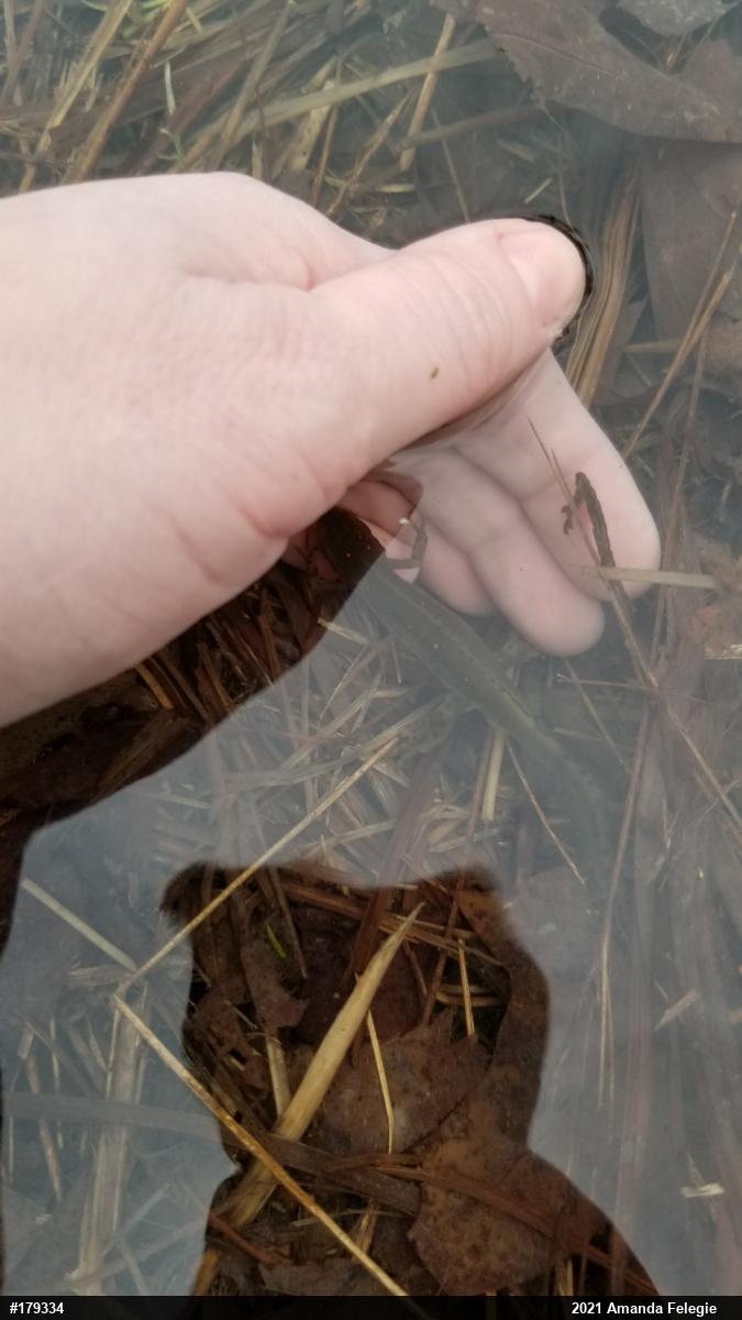 Red-spotted Newt