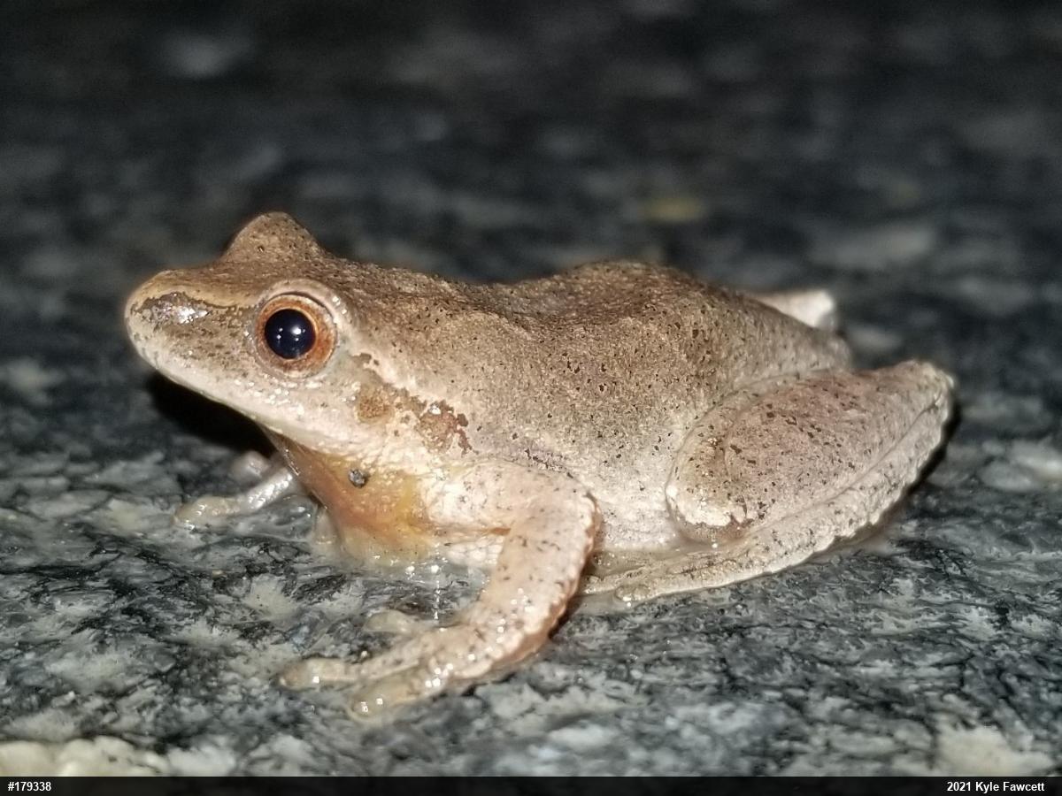Spring Peeper