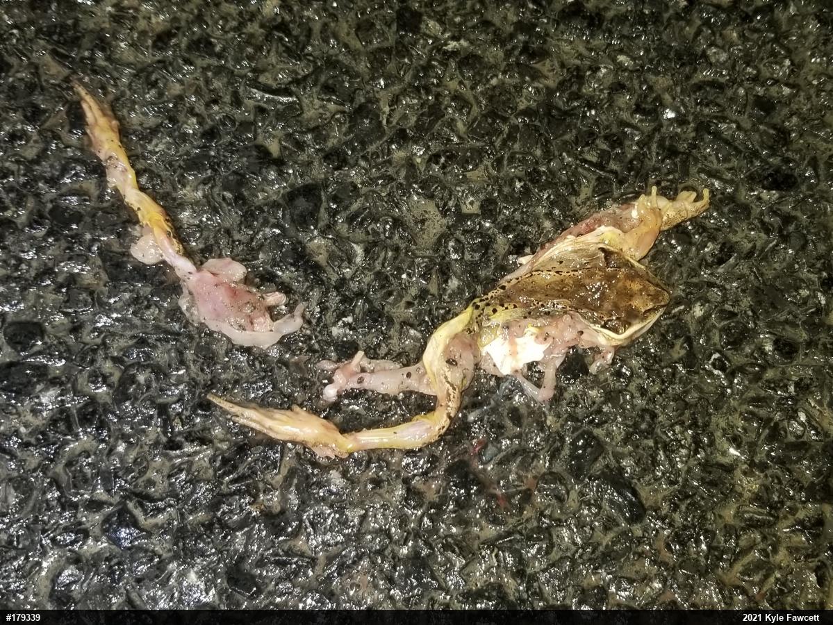 Wood Frog