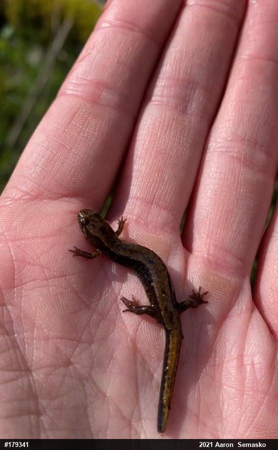 Allegheny Mountain Dusky Salamander