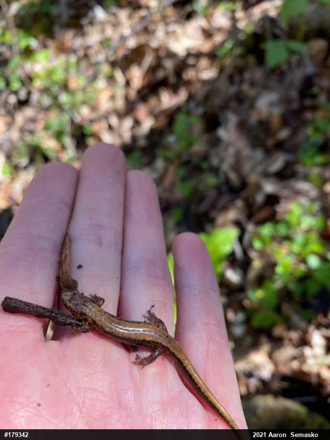 Allegheny Mountain Dusky Salamander