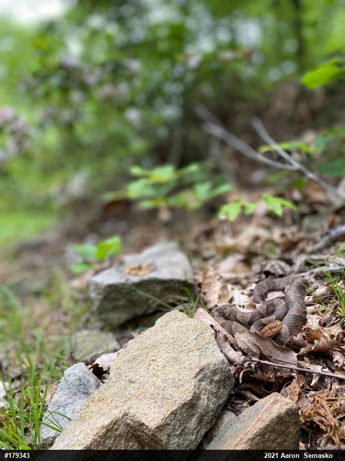 Northern Copperhead