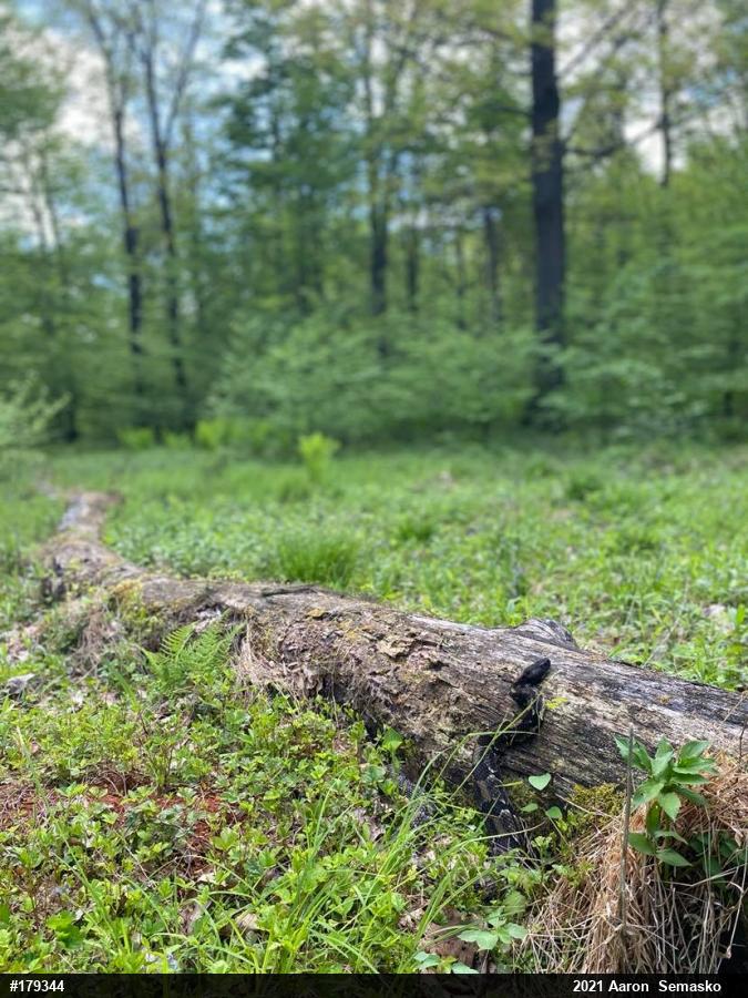 Timber Rattlesnake