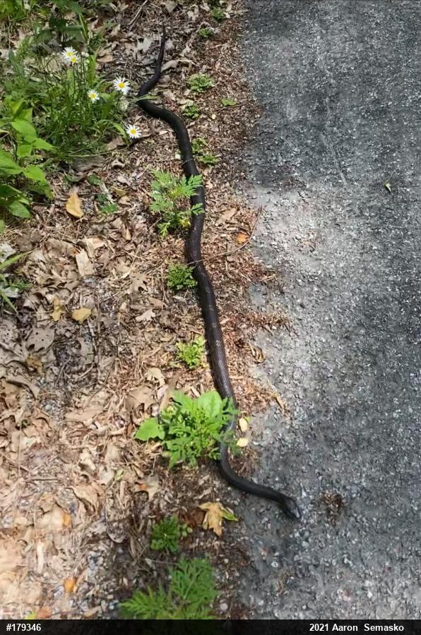 Eastern Ratsnake