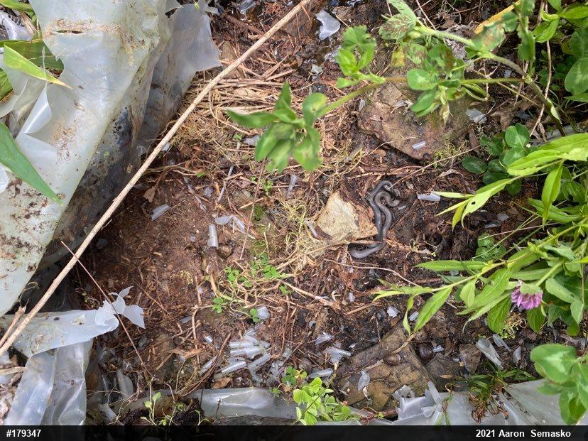 Northern Ring-necked Snake