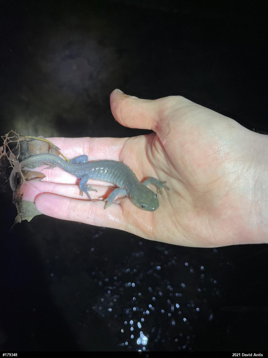 Jefferson Salamander