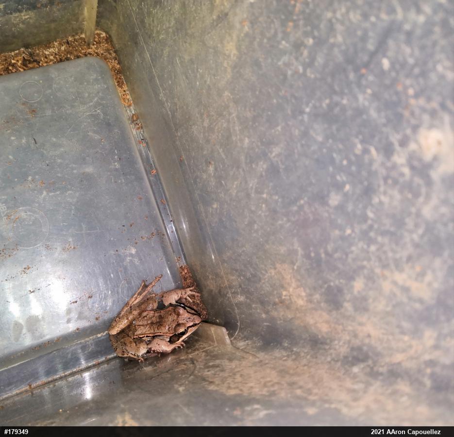 Wood Frog