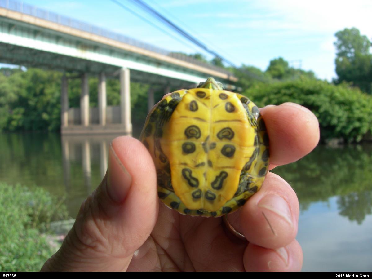 Red-eared Slider