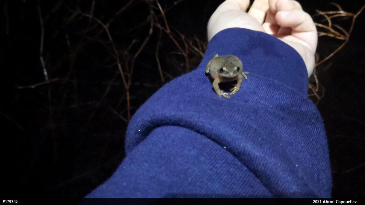 Spring Peeper