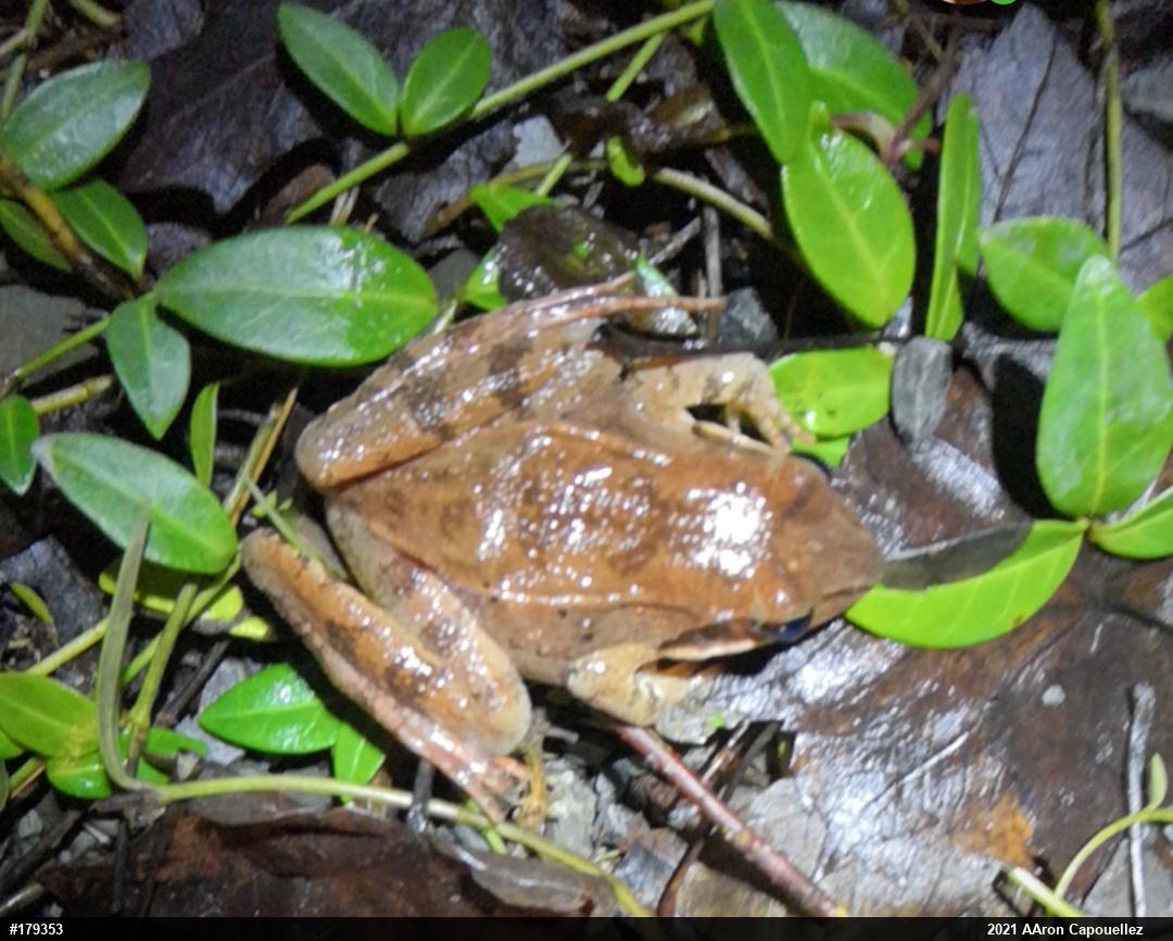 Wood Frog