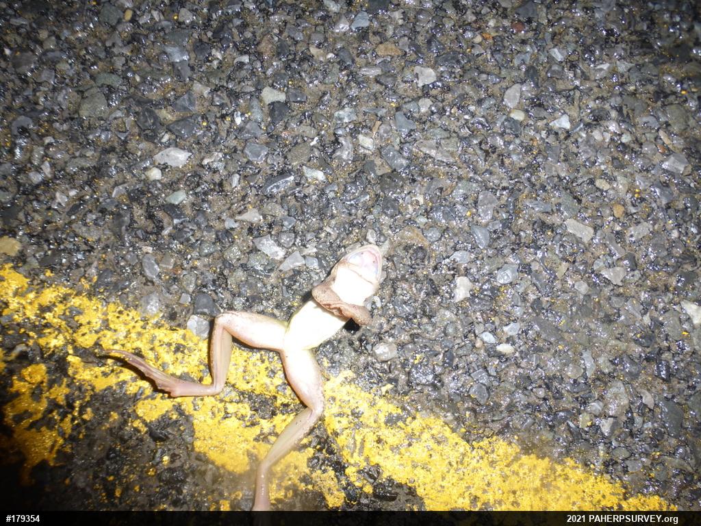 Wood Frog